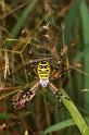 Argiope_bruennichi_P1493_Z_90_Les Gris_Frankrijk